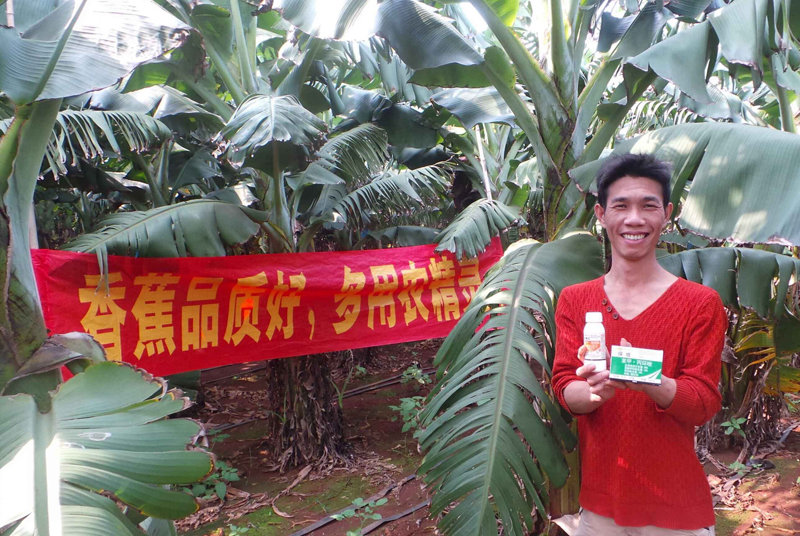 差距這么大， 是真的嗎？ 銀農(nóng)故事匯—香蕉篇