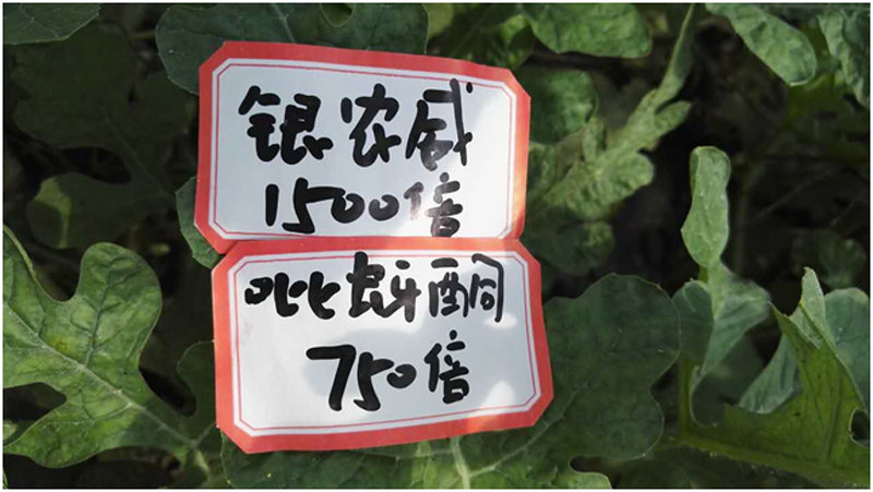 【探索】是什么讓黃蚜如此落敗？