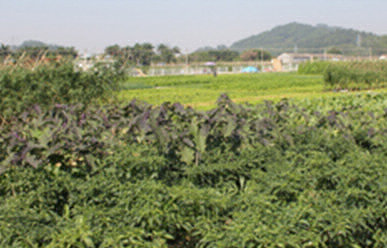 菜地難種、施肥低效、薊馬高發(fā)，咋辦？這里有高招！
